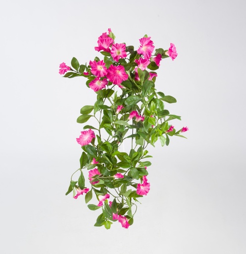 Petunia