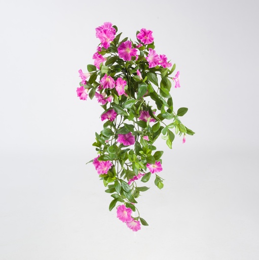 Petunia