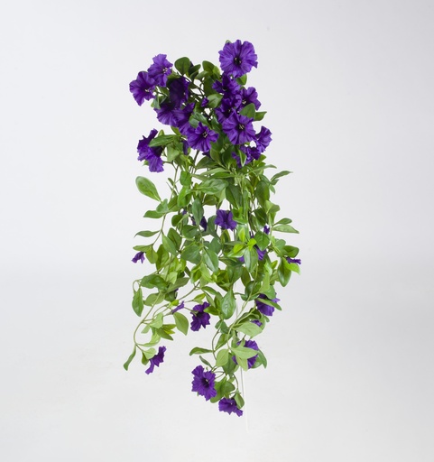 Petunia