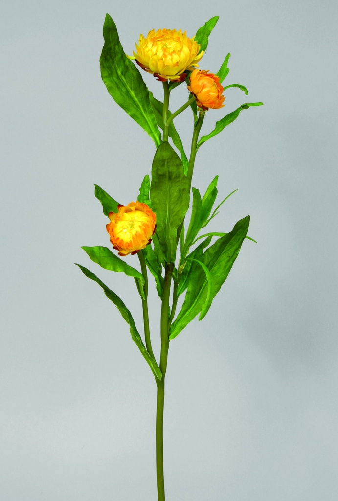 Starflower
