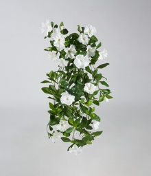 [5865-5] Petunia (Alternative 5)