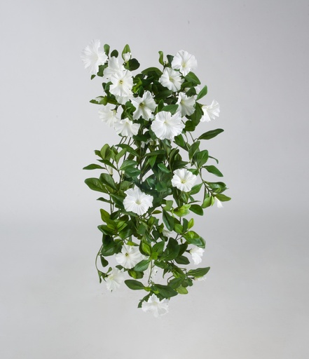 Petunia