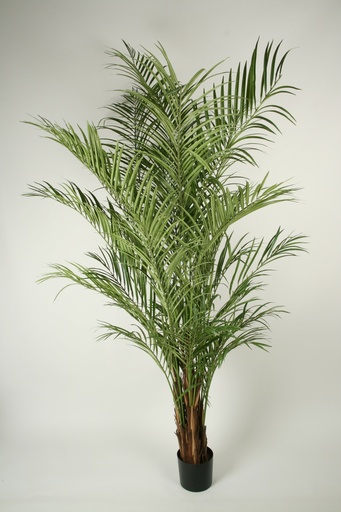 Areca palm