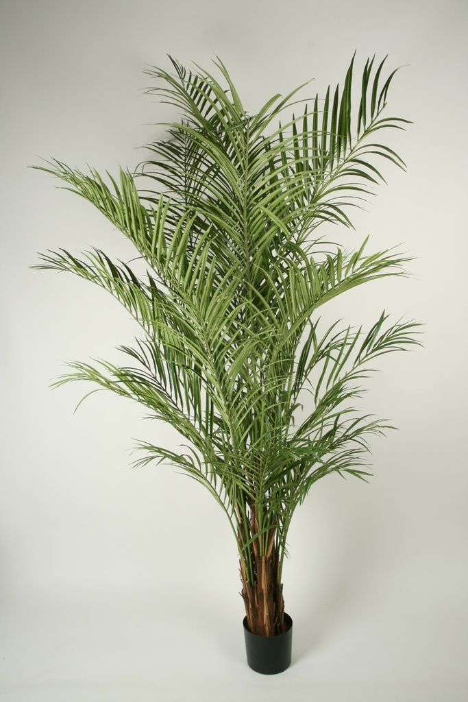 Areca palm