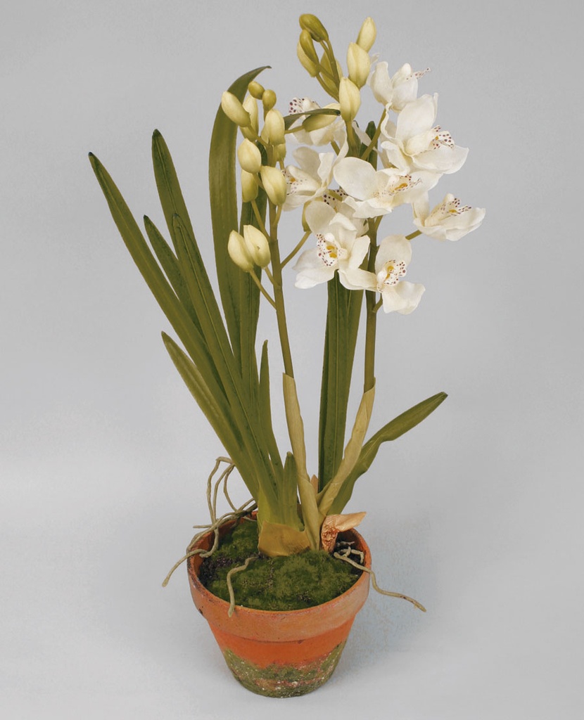 Cymbidium orchid