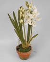 [9177] Cymbidium orchid (Alternative 1)