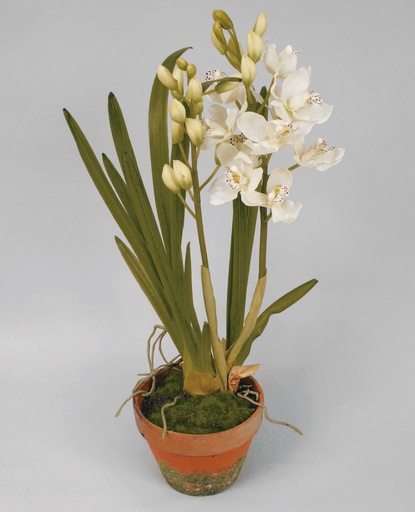 Cymbidium orchid
