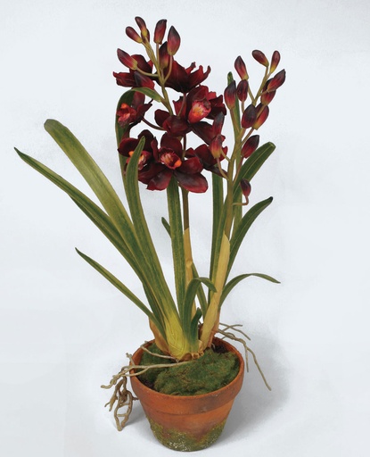 Cymbidium orchid
