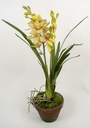 [9177-2] Cymbidium orchid (Alternative 3)