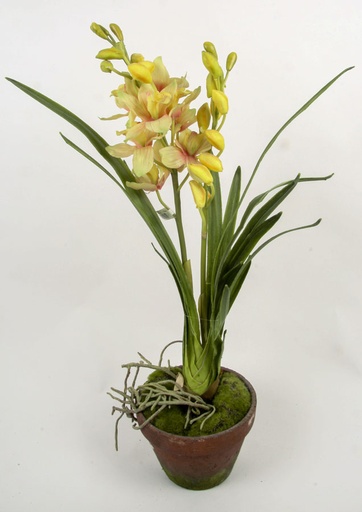 Cymbidium orchid
