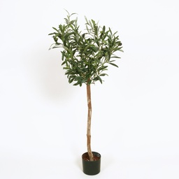 [1240-075] Olive (Alternative 1)