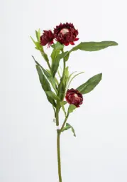 [9692-2] Starflower (Alternative 2)