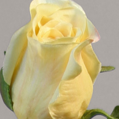 [9140-4] Rose (Alternative 4)