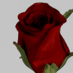 [9140-11] Rose (Alternative 8)