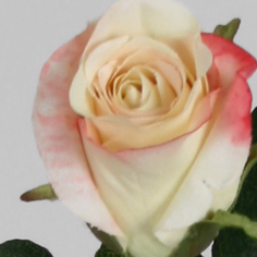 [9140-12] Rose (Alternative 9)