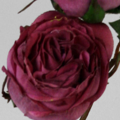 Rose Eucadorian