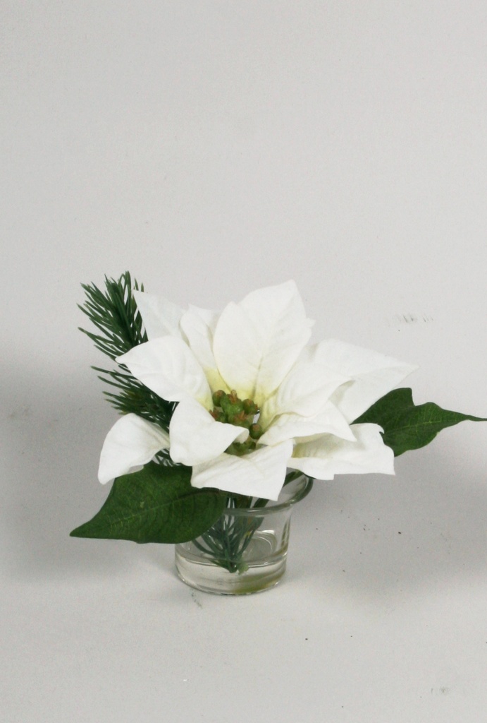 Poinsettia in Water