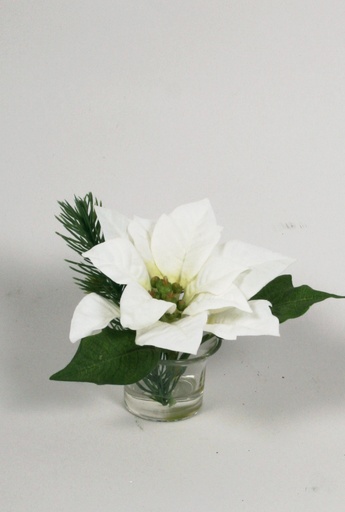 Poinsettia in Water