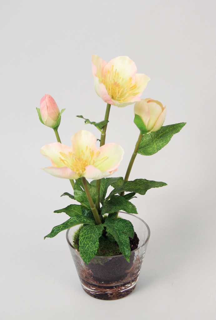 Christmas Rose in Water