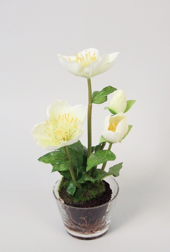Christmas Rose in Water