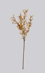 [5566] sprengeri (Alternative 2)