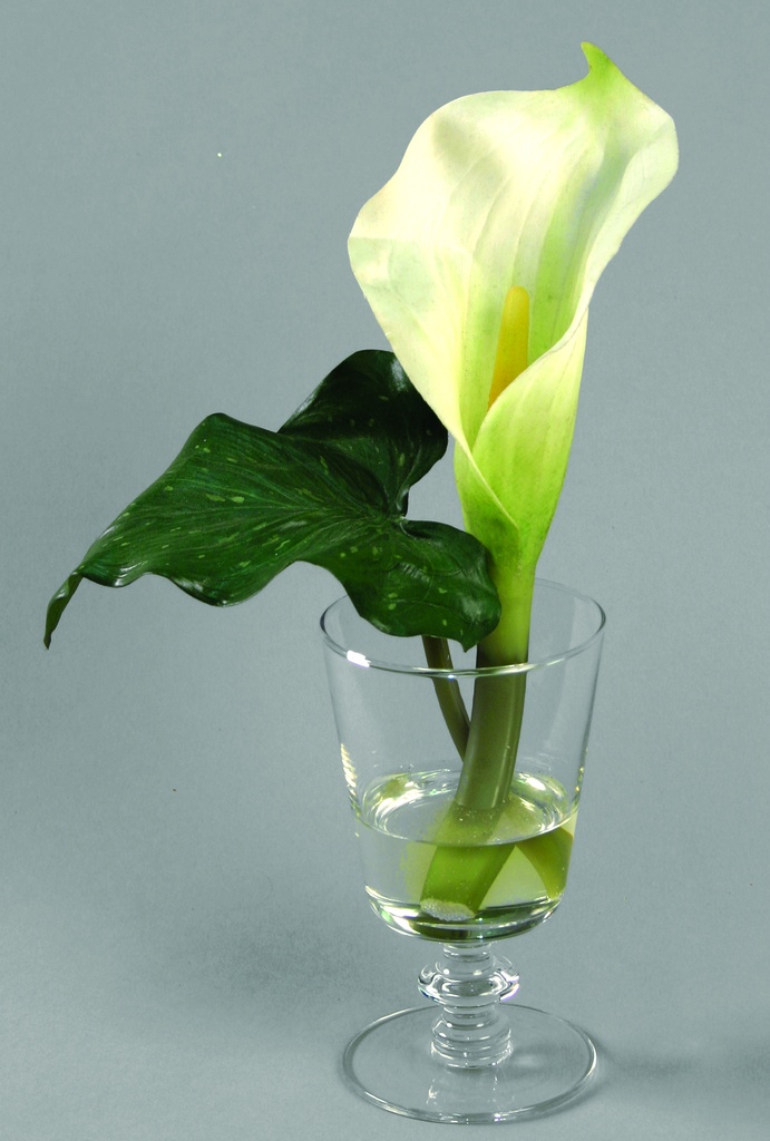 Calla in Water