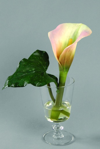 Calla in Water