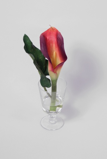 Calla in Water