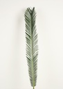 [85-106] Cycas palm leaf (Alternative 1)