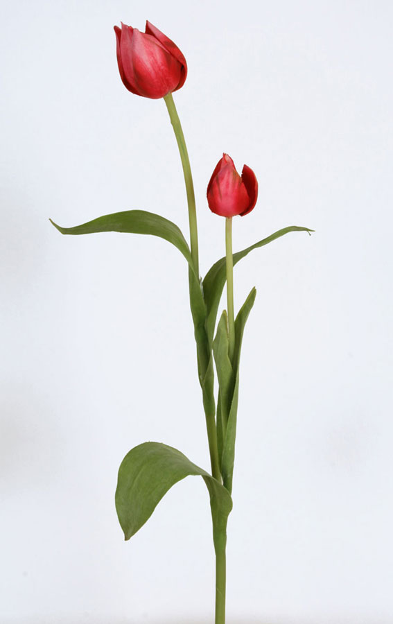 Tulip