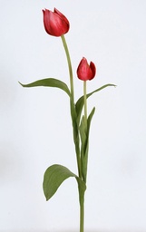[9143-2] Tulip (Alternative 1)