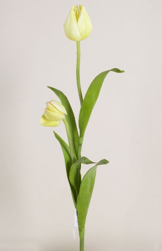 Tulip
