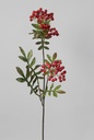 Rowan Berry
