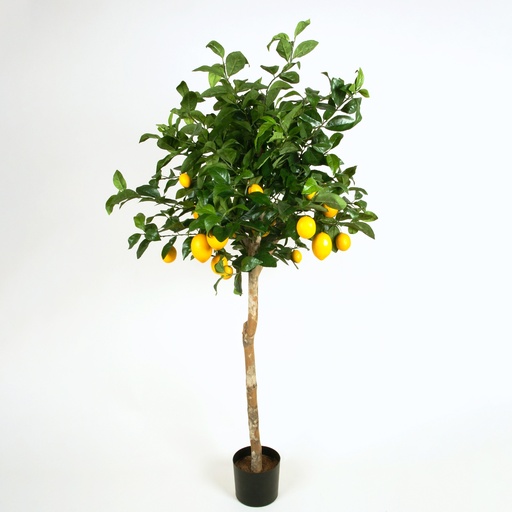 Lemon tree