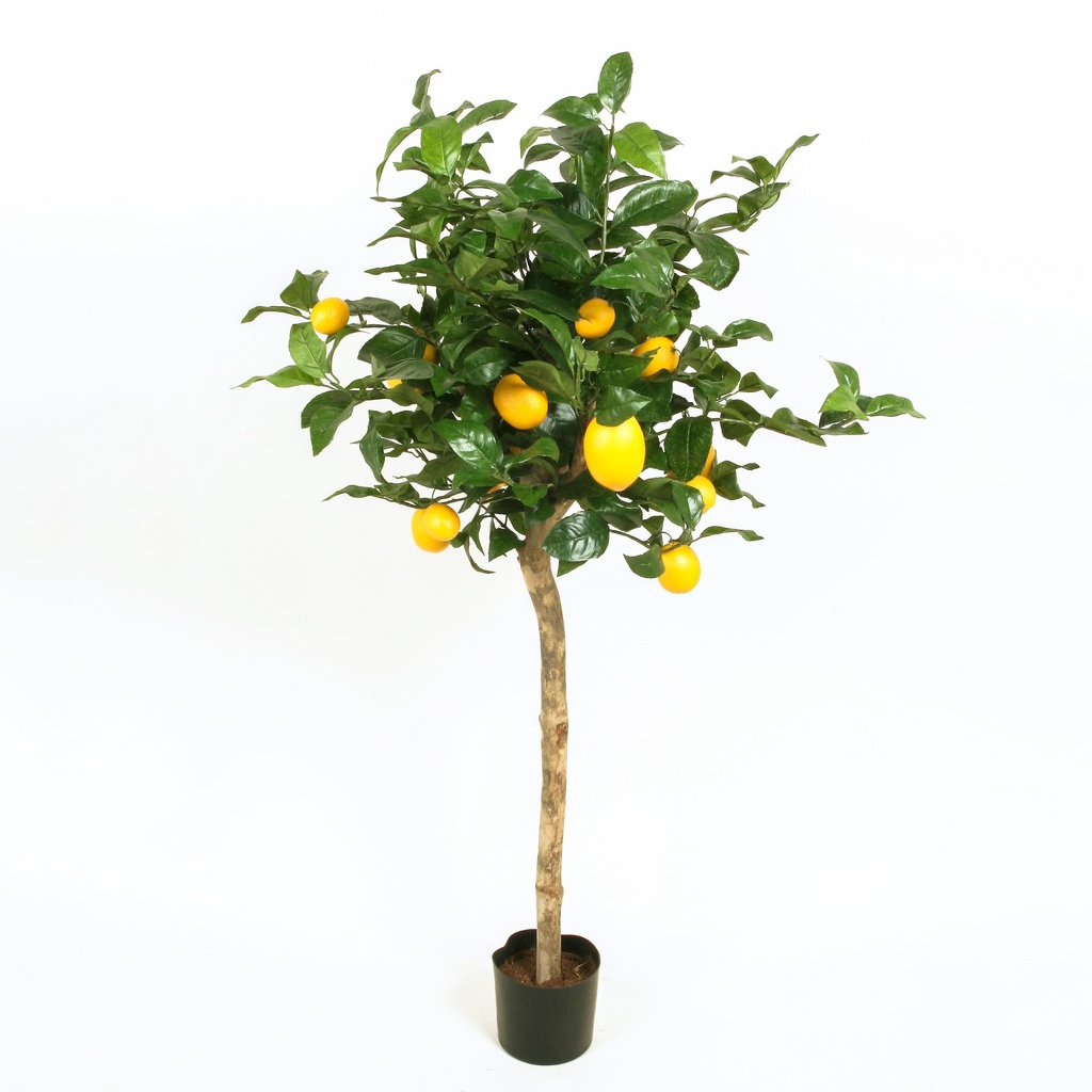 Lemon tree