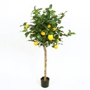 [1234-110] Lemon tree (Alternative 2)