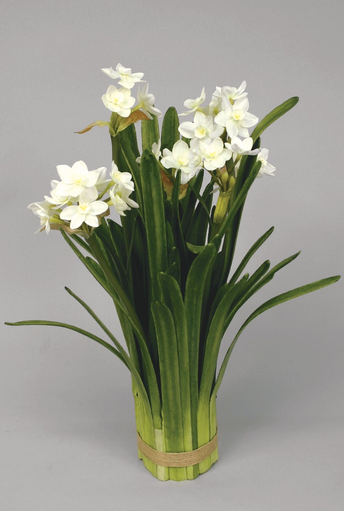 Narcissus in bundle