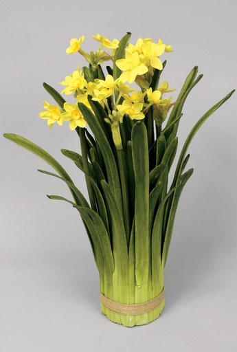 Narcissus in bundle