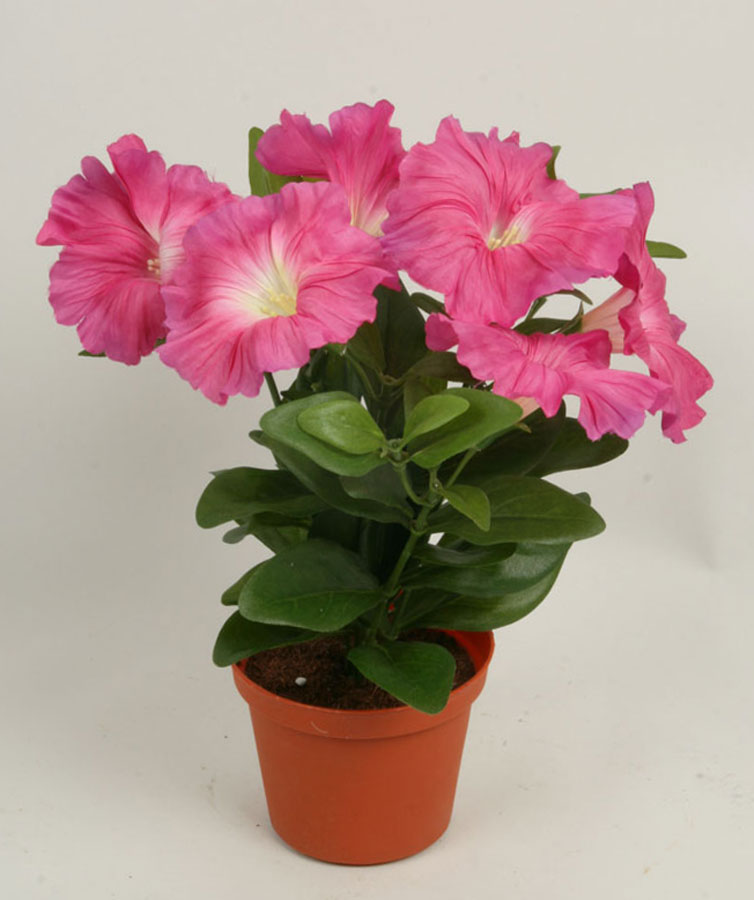 Petunia