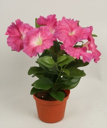 [5849-1] Petunia (Alternative 1)