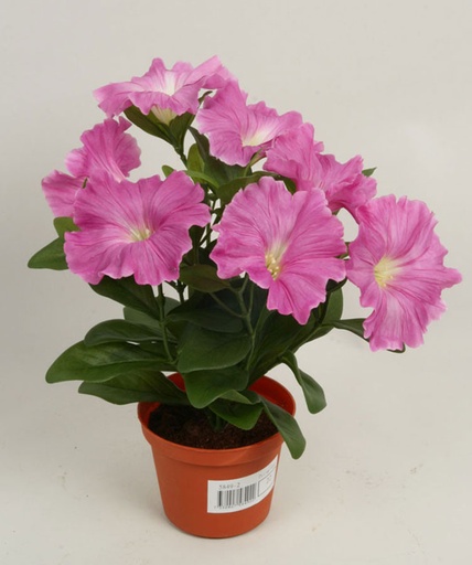 Petunia