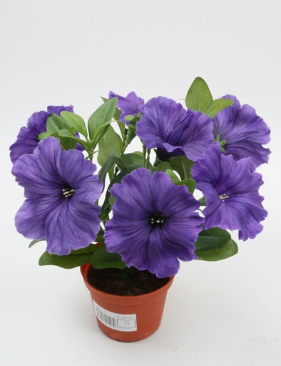 Petunia