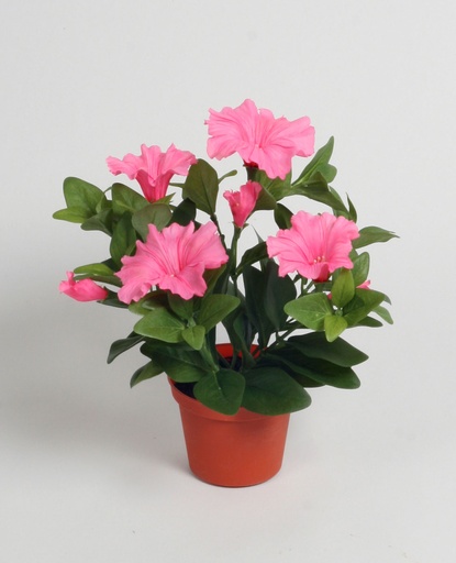 Petunia
