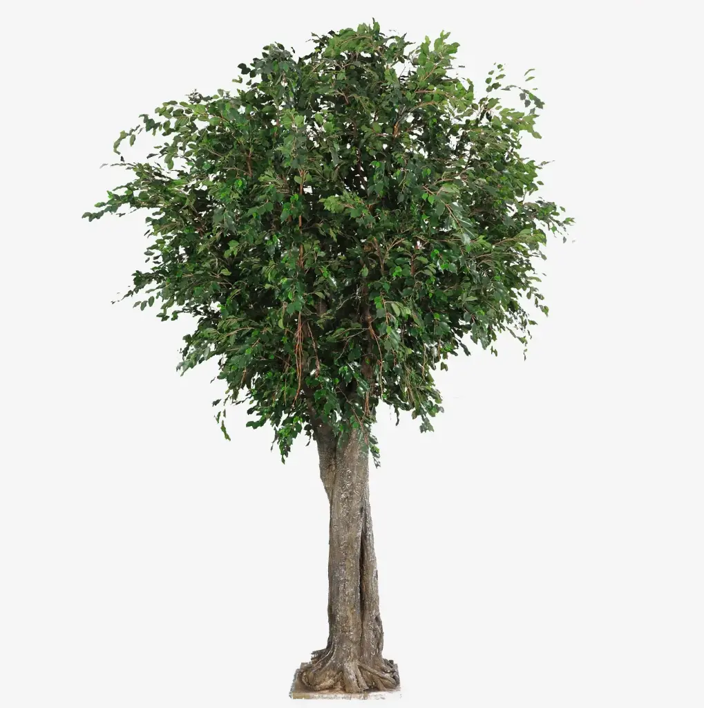 Gigant Ficus