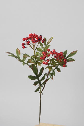 Rowan Berry