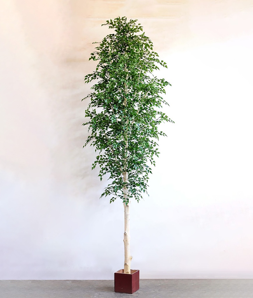Birch
