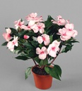 [106-1-02] Impatiens (Alternative 1)