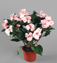 [106-1-02] Impatiens (Alternative 1)