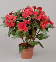 [106-1-03] Impatiens (Alternative 2)
