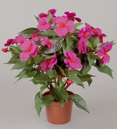 [106-1-04] Impatiens (Alternative 3)